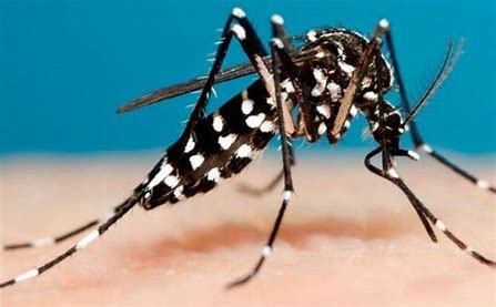 Mosquito Biting is a Major Concern |TurtleGrip Mosquito Nets